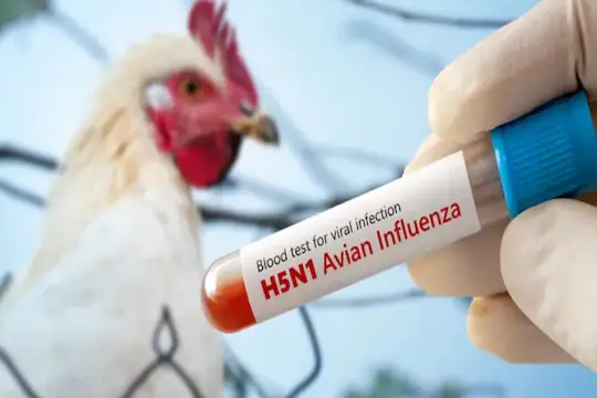 Spreading bird flu