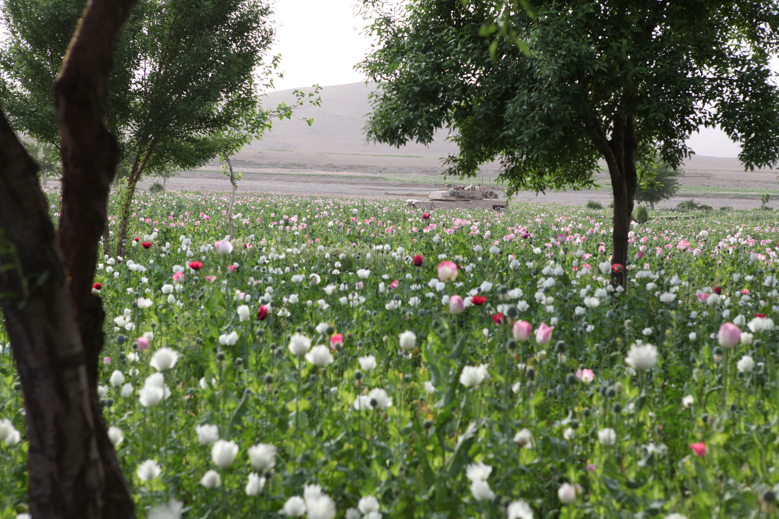 opium production