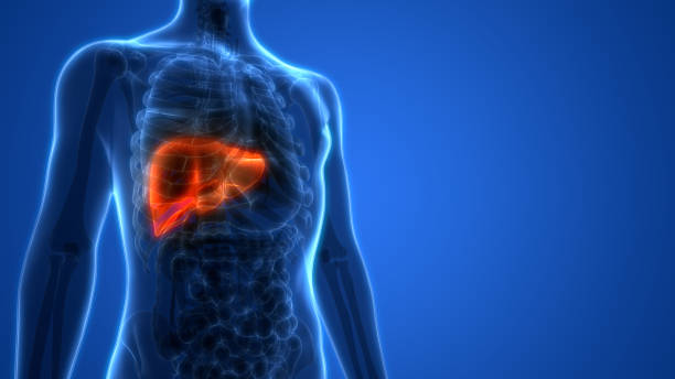fatty liver