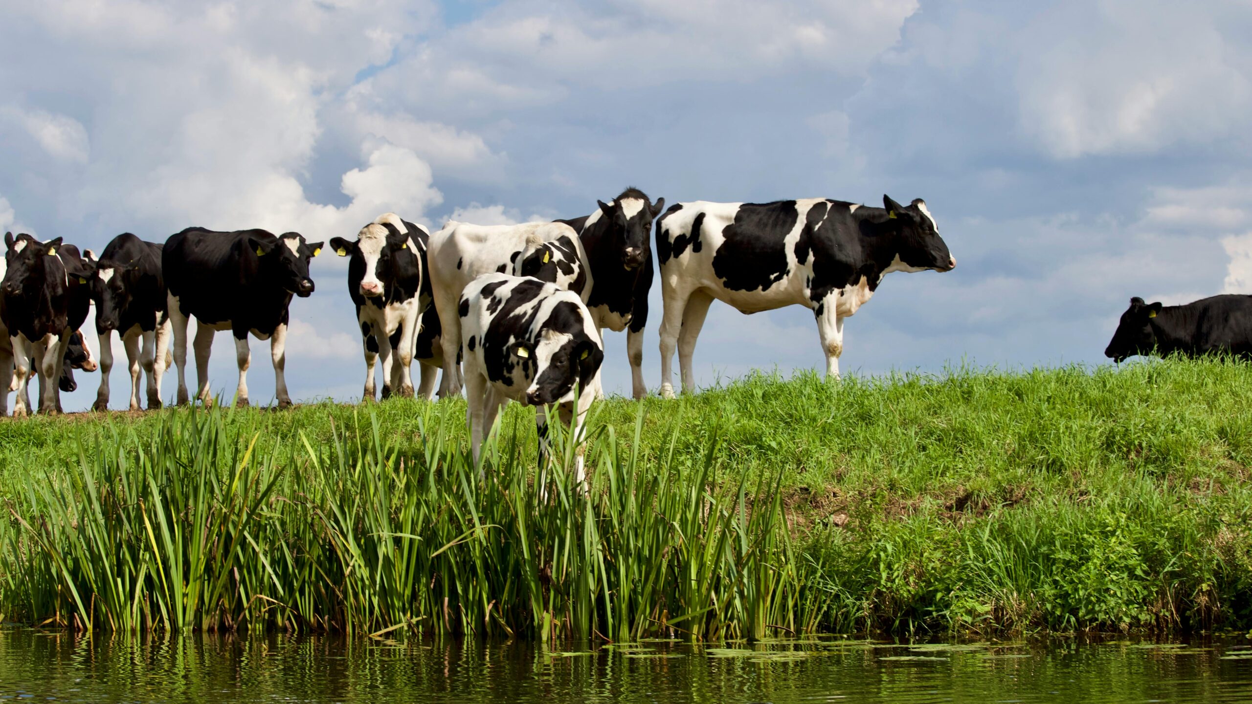 cow breeding