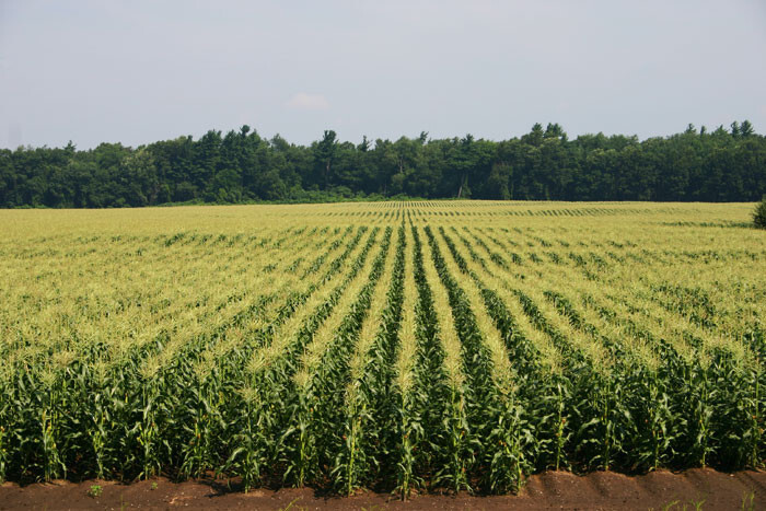 Hybrid Crops