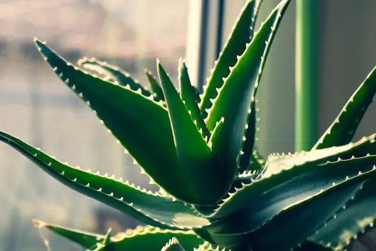 Aloe Vera