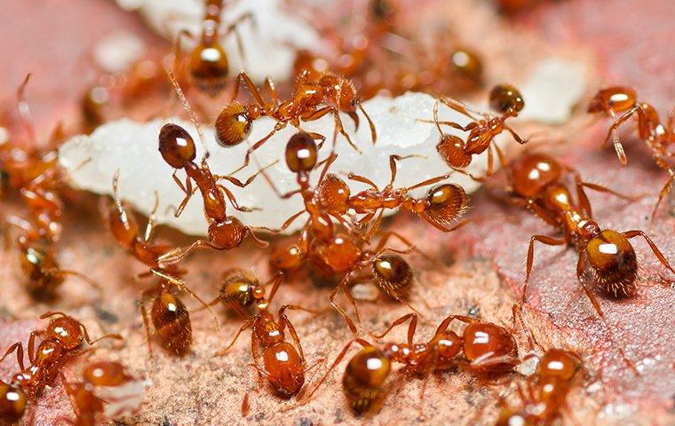Ant Control