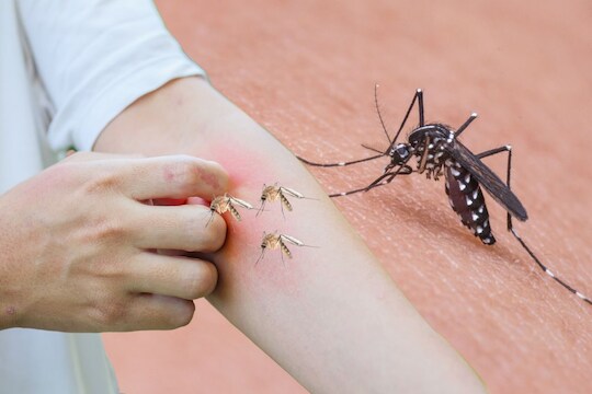 mosquitoes