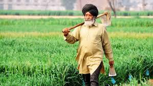 Paddy Season