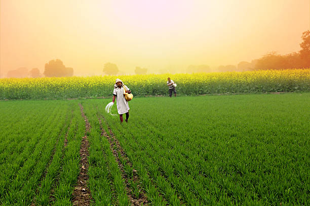 Hybrid Paddy