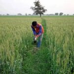 ਪਰਾਲੀ ਦੇ ਪ੍ਰਬੰਧਨ ਲਈ ਪੰਜਾਬ ਸਰਕਾਰ ਨੇ 600 ਕਰੋੜ ਰੁਪਏ ਦੀ ਮੰਜ਼ੂਰੀ ਦਿੱਤੀ