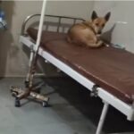 ਸੰਗਰੂਰ ਸਿਵਲ ਹਸਪਤਾਲ ’ਚ ਲਾਪਰਵਾਹੀ ਦੀ ਹੱਦ ਪਾਰ: ਐਮਰਜੈਂਸੀ ਵਾਰਡ ਦੇ ਬੈੱਡ ’ਤੇ ਕੁੱਤਾ, ਮਰੀਜ਼ਾਂ ਲਈ ਨਹੀਂ ਥਾਂ