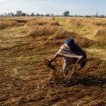 Punjab News: ਪੰਜਾਬ ਵਿੱਚ ਪੂਰੀ ਰਾਤ ਪਏ ਮੀਂਹ ਨੇ ਕਣਕਾਂ ਝੰਬੀਆਂ, ਅਰਲਟ ਜਾਰੀ