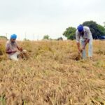 Punjab Weather: ਪੰਜਾਬ, ਚੰਡੀਗੜ੍ਹ ਅਤੇ ਹਰਿਆਣਾ ਵਿੱਚ ਤੇਜ਼ ਹਵਾਵਾਂ ਨਾਲ ਭਾਰੀ ਮੀਂਹ; ਕਣਕ ਡਿੱਗੀ