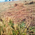 ਪੰਜਾਬ ਵਿੱਚ ਆਮ ਦਰ ਨਾਲੋਂ 471 ਫੀਸਦੀ ਜ਼ਿਆਦਾ ਮੀਂਹ ਦਰਜ ਕੀਤਾ ਗਿਆ ਹੈ