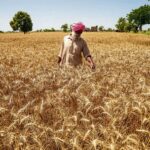 ਪੱਕੀ ਫ਼ਸਲ ’ਤੇ ਗੜੇਮਾਰੀ ਨੇ ਵਿਸਾਖੀ ਦੀਆਂ ਖੁਸ਼ੀਆਂ ਮੰਦ ਕਰ ਦਿੱਤੀਆਂ