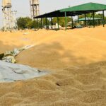 ਪੰਜਾਬ ਵਿੱਚ 80% ਫ਼ਸਲਾਂ ਨੂੰ ਨੁਕਸਾਨ, ਕਿਸਾਨਾਂ ਦੀ ਚਿੰਤਾ ਵਧੀ