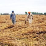 ਫ਼ਸਲਾਂ ਨੂੰ ਨੁਕਸਾਨ ਮਾਮਲਾ: ਪੰਜਾਬ ਸਰਕਾਰ ਨੇ ਕੇਂਦਰ ਤੋਂ ਤੁਰੰਤ ਦਖ਼ਲ ਦੀ ਮੰਗ ਕੀਤੀ