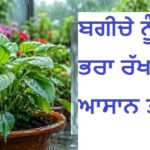 ਬਰਸਾਤ ‘ਚ ਕਿਉਂ ਸੜਨ ਲੱਗਦੀਆਂ ਹਨ ਪੌਦਿਆਂ ਦੀਆਂ ਜੜ੍ਹਾਂ? ਬਗੀਚੇ ਨੂੰ ਹਰਾ-ਭਰਾ ਰੱਖਣ ਲਈ ਰੱਖੋ 5 ਗੱਲਾਂ ਦਾ ਧਿਆਨ